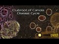 Clubroot of Canola Disease Cycle