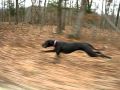 Great Dane running 30mph fast from the side.