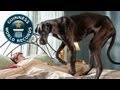 World's Tallest Dog - Meet The Record Breakers - Guinness World Records