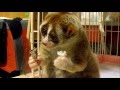 Slow Loris eating a Rice Ball