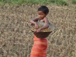 File - A young boy collects rice in a paddy field, Burdawan, Eastern India.