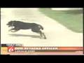 Dog attacks Police Officer Taser Full News Report