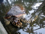 A giant turtle dips in the shallow part of the pond in an open aqua zoo in Negros Oriental, Philippines.