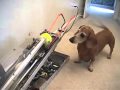 What happens when engineers own dogs