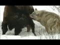 NATURE | Wolves Hunting Buffalo | Cold Warriors: Wolves and Buffalo | PBS