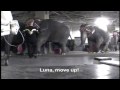 Ringling Beats Animals: A PETA Undercover Investigation