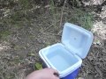 How to Catch Worms with Walnuts