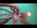 The Fierce Humboldt Squid - KQED QUEST