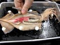 Squid Anatomy