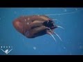 What the vampire squid really eats