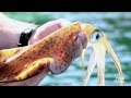 Inside Fishing: How to catch Squid