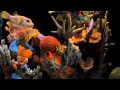 Akvaryum, Aquarium, Fish Tank 1080i Full HD