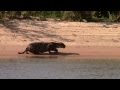 Amazing Jaguar kill Brazil 2012 Full HD1080p (Original)