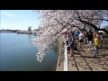 Cherry Blossom Festival 2013 - Washington DC - The Best Of