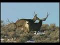 Big Mule Deer Bucks