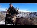 Rifle Mule Deer Hunt on the Book Cliffs - MossBack