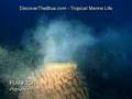 Plankton | Tropical Marine Life DVD