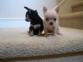 Teacup Chihuahua Puppies for Sale