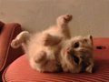 Dance of the BonkBonkBonkBonk-Plum Fairy (Scottish Fold Kitten)