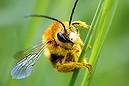 EU bans pesticides over bee fears (Thumbnail)