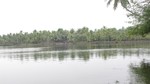 Dence coconut trees on the bank of Mahi river in north Kerala - India