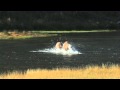 Elk Fighting in River - Yellowstone National Park