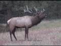 Bull Elk Bugling during fall rut in Estes Park CO