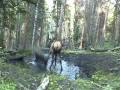 Elk Calf plays in the puddle!