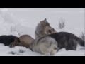 Wolf hunting elk - Yellowstone - BBC