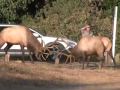 Elk Rut in Estes Park, CRAZY & WILD