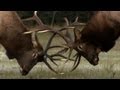 Untamed Americas - The Yearly Elk Brawl