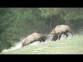 King of the Harem--Bull Elk Fight for Dominance