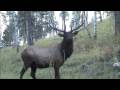 2 Yard Bull Elk