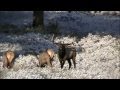 ELK BUGLING IN ROCKY MOUNTAIN NATIONAL PARK