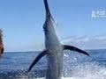 Untamed & Uncut- Marlin Impales Face