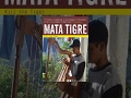 Mata Tigre - Change through Music in Venezuela: El Sistema FESNOJIV