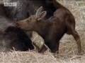 BBC: Moose v Wolf Pack - A Moose Named Madeline