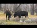 Bull Moose Sparring