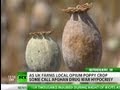 Harvest of Hypocrisy? UK opium poppy farming kept hush-hush