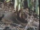 Asiatic Lion attacks goat.