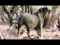 Asiatic Lion Migration