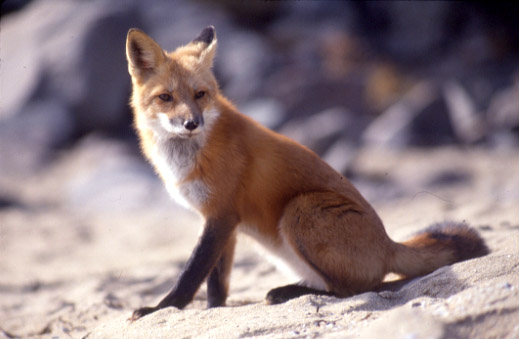 Vulpes vulpes sitting.jpg