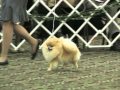 The 2011 Pomeranian National Specialty