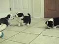 Herding the cat at 6 weeks old