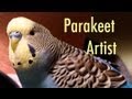 Parakeet Artist