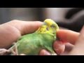 Boo, our courageous injured pet parakeet