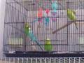 The Parakeet Excape