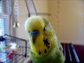 Beat-Boxing Parakeet