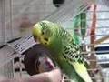 Parakeets Surf the Ceiling Fan