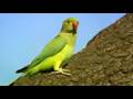 BBC2 - The Great British Parakeet Invasion